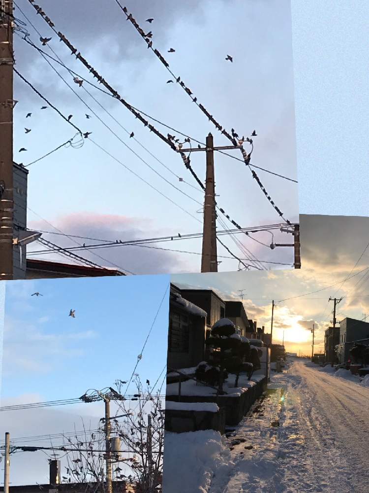 アプローチの画像 by さっちさん | アプローチと花のある暮らしと野鳥のいる景色