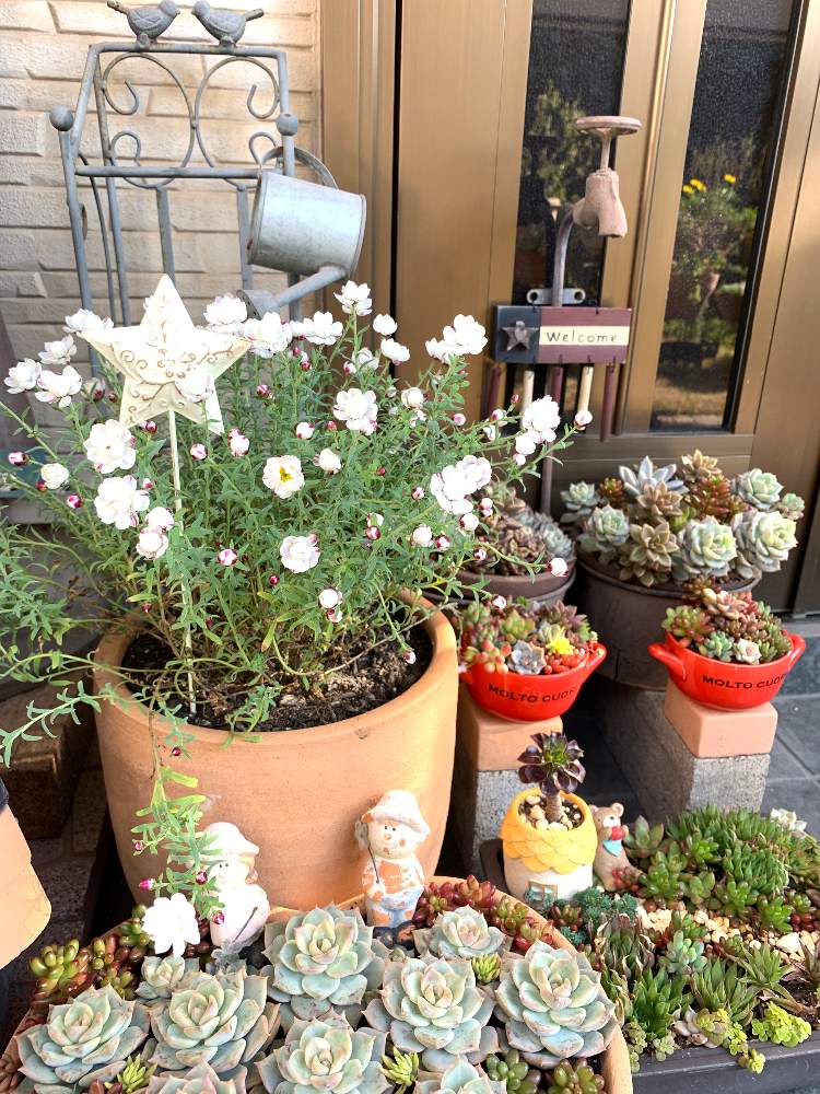 の画像 by ゆかりんさん | 多肉植物と多肉女子と花かんざし。と花のある暮らしと玄関先と多肉寄せ植えと冬の多肉ちゃんとドライフラワー好き