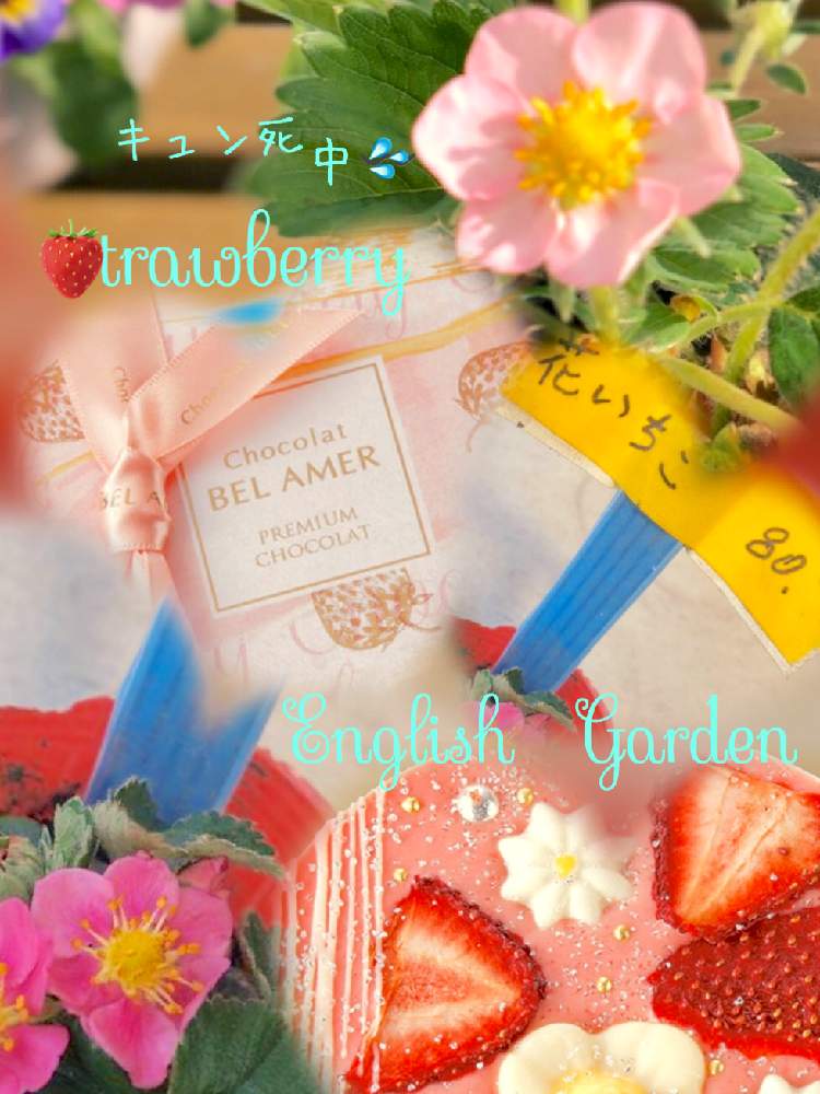 お出かけ先の画像 by イングリッシュガーデンさん | お出かけ先とチョコレートと花いちごとピンクのイチゴの花といちごのお花とアムールドゥショコラとかわいい♡といちご大好きとGS映えとバレンタインと綺麗なお花とお庭の植物とEGコラージュと毎月15日はいちごの日と可愛いと花のある暮らしとGSアダルトチームとかわいいな♡とEGお出かけ先