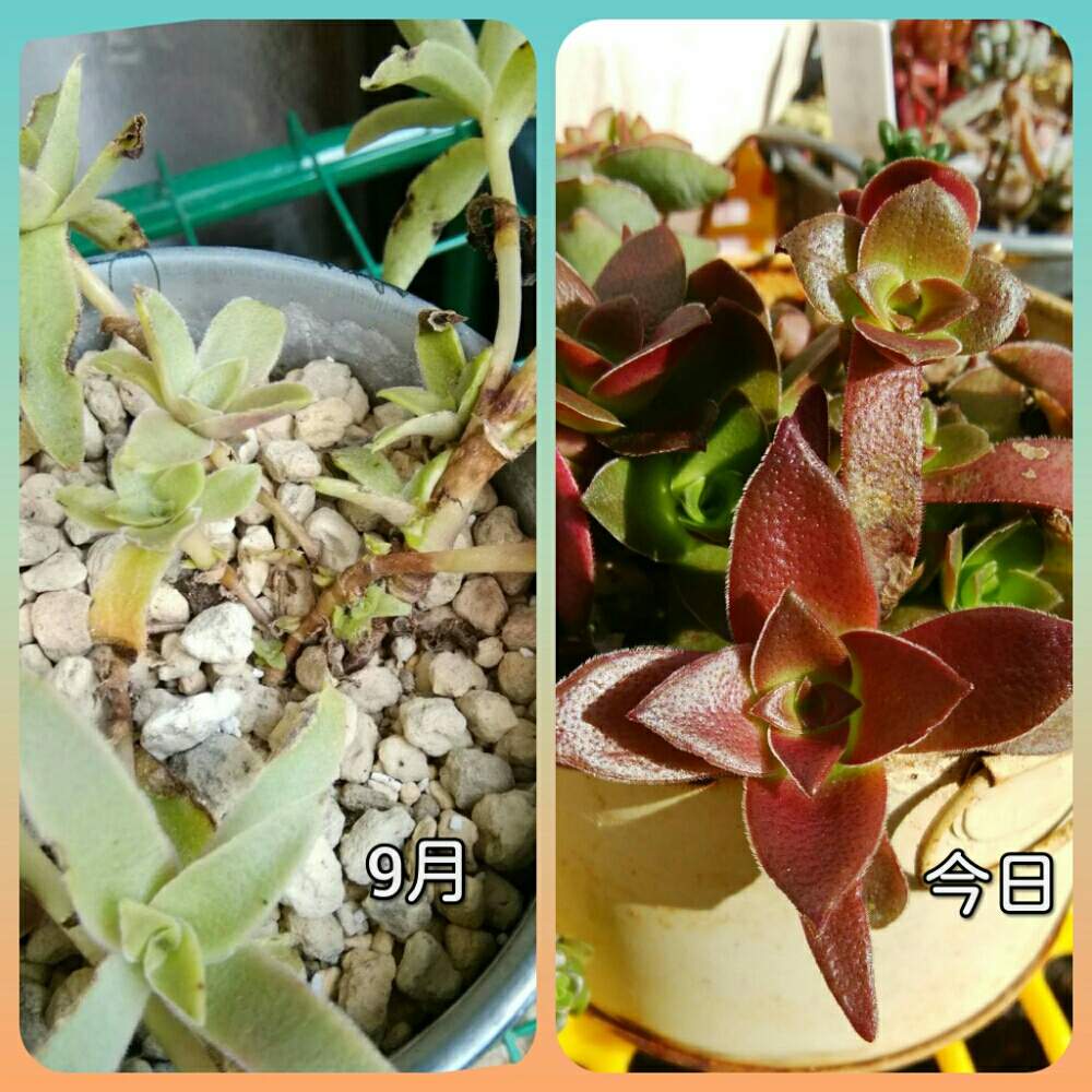 の画像 by みぃみぃ♪さん | 紅葉する多肉と復活と多肉ラボ©と大きくな〜れ!と紅葉祭り❤︎クラッスラ属と❤️いいね、ありがとうとタニク初心者