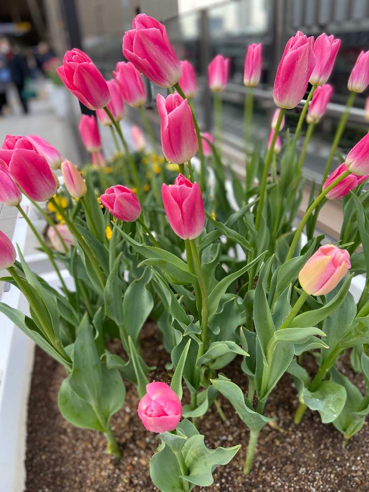 お出かけ先の画像 by naonaosampoさん | お出かけ先とチューリップと街の花壇とボタニカルスポット2020冬