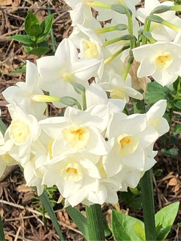 の画像 by pomemamaさん | 水仙と冬に咲く花フォトコンと皆様にありがとう♡と♡優しさに感謝♡と☆おやすみ☆と:;(さ∩´﹏`∩む);:と(ㅅ˘˘)♡*.+゜感謝♡とダイスキ♡( 〃 ❛ᴗ❛ 〃 )♡と♡ 綺麗 ♡と♡最高の日♡と✧︎iPhone8撮影✧︎とだ〜い好き⁂と✩25年目の記憶✩と♡私の癒しと花のある暮らしと✩.*˚願い☆。.:*・゜と❤️ 感謝 ❤️とお願いします(>人<;)と:;((•﹏•๑)));:☃❄冬と♡美しい♡