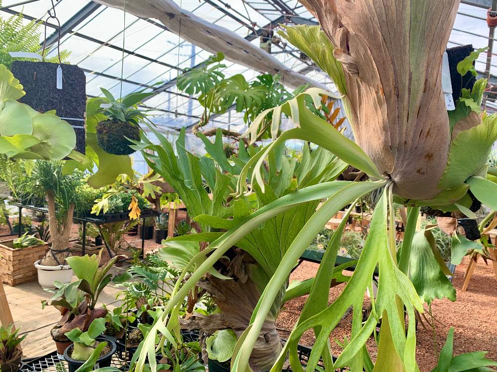 畑の画像 by Flower Villageさん | 畑とモンステラ属と着生植物と コウモリラン とビカクシダ・リドレイとグランデとグリーンインテリアとグリーン!グリーン!グリーン!と ビカクシダと植中毒とフラワービレッジとビフルカツムとプラティケリウム・ウィリンキーと観葉植物のある暮らしと珍奇植物と花のある暮らしとflowervillageと農園とビカクシダ属とビカクシダ ネザーランドとインテリアグリーン