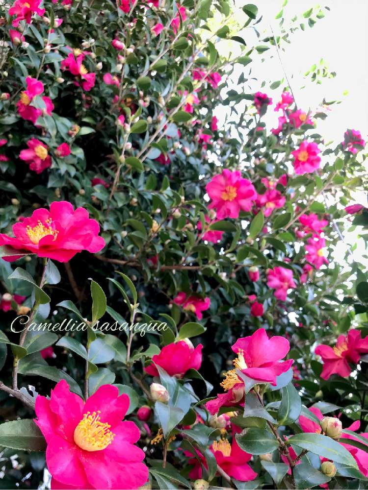 の画像 by マリさん | サザンカとMM園芸部と植中毒と実家の庭シリーズと花のある暮らしと春を告げる花