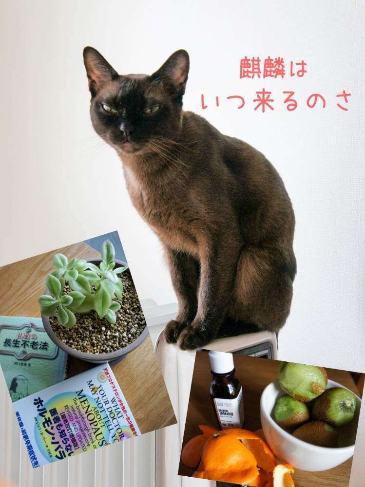 部屋の画像 by woodAppleさん | 部屋とネコのいる暮らしとベビーサンローズ❤︎とタマヌオイルと読書とミカン皮と麒麟がくるとキウイ♪