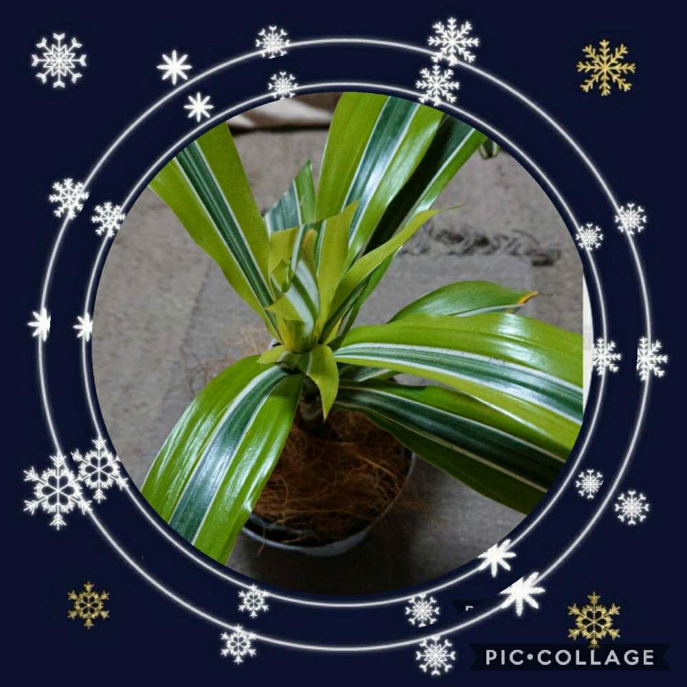 部屋の画像 by ポコアポコさん | 部屋とわが家の観葉植物❢とドラセナ属とツヤツヤ♪と今日のお花とバラと夢CLUBとドラセナ ☆と可愛いと北海道とドラセナ・レモンライム