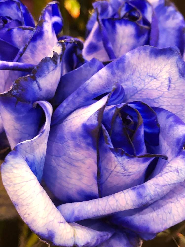 エントランスの画像 by ☆まりりん☆さん | エントランスとムーディーな薔薇と元気をあなたに☆と職場にてと花のある暮らしと今日の1枚と癒しのひと時と愛を込めて
