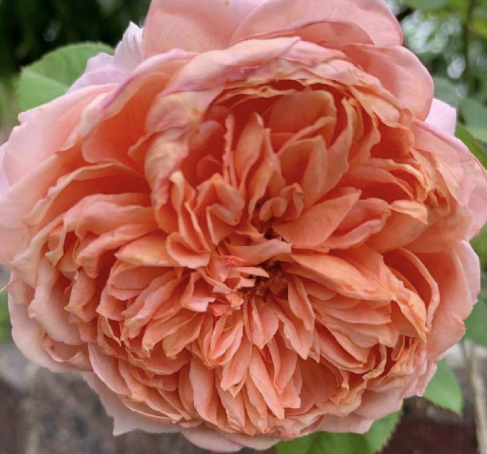 小さな庭の画像 by 『薔薇の初心者教室』 How to grow Organic Roseさん | 小さな庭とムーランドラギャレトローズとローズショーとバラ初心者とばら バラ 薔薇と薔薇愛同盟と薔薇男子と薔薇女子と初めてのバラとバラの育て方と花のある暮らしと無農薬有機栽培とバラ・ミニバラとロザリアンとバラの冬のお手入れと初めての薔薇とバラを楽しむとバラのお手入れとロザリアンメンズとglobal Rosarian YouTuberと家庭菜園奮闘日記とYouTuber