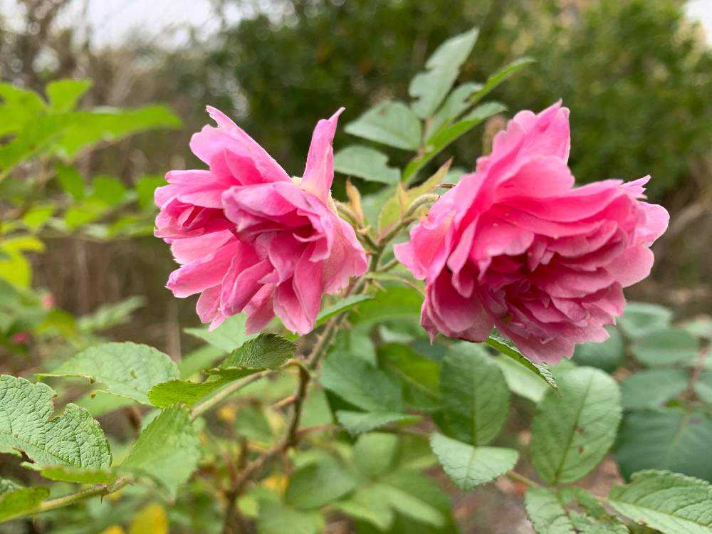 小さな庭の画像 by 『薔薇の初心者教室』 How to grow Organic Roseさん | 小さな庭とローズショーとバラ初心者とばら バラ 薔薇と薔薇愛同盟と薔薇男子と薔薇女子と初めてのバラとバラの育て方とオーガニックと世界へ羽ばたきたいRosarian YouTuber La Vie en roseですと花のある暮らしと家庭菜園奮闘日記と無農薬有機栽培とバラ・ミニバラとロザリアンとバラの冬のお手入れと初めての薔薇とバラを楽しむとバラのお手入れとロザリアンメンズ