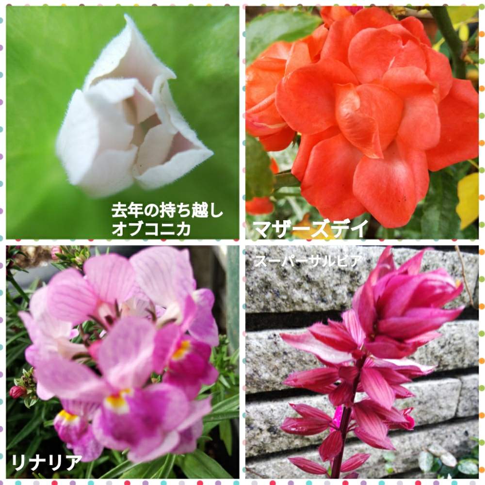 小さな庭の画像 by メリーさん | 小さな庭とオレンジマザーズデイとばら バラ 薔薇とオブコニカ(2年物)とリナリア♡と咲き終わりとスーパーサルビア♡と鉢植えと花のある暮らし