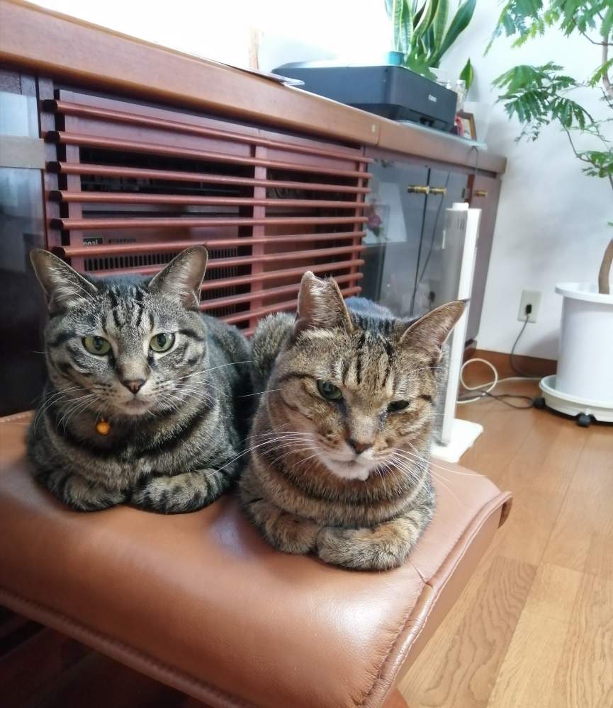 部屋の画像 by erinさん | 部屋とエバーフレッシュとサンセベリアと観葉植物と観葉植物大好きと可愛い〜♡と猫大好き‼と鉢植えと観葉植物のある暮らしとうちの子と花のある暮らし