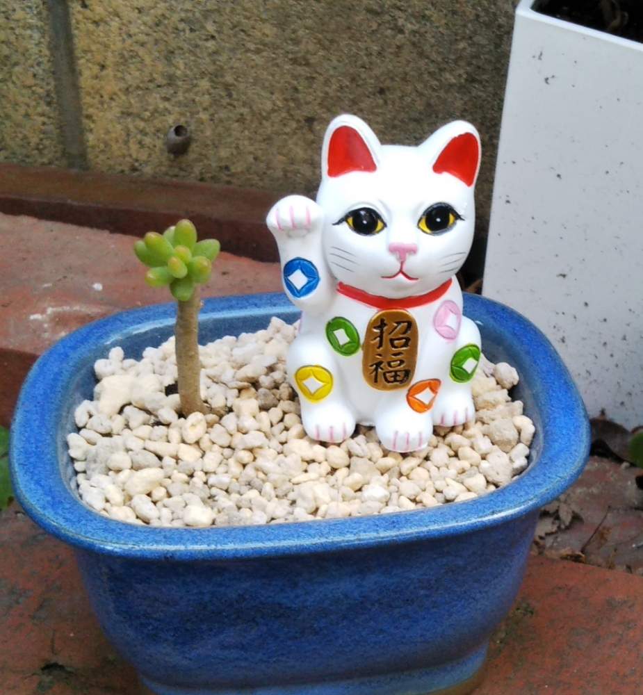 小さな庭の画像 by ぱんぱんさん | 小さな庭と八千代と招き(ΦωΦ)とですよね?と多肉植物と多肉紅葉とHCと和風多肉と紅葉(こうよう)と多肉女子と和風鉢と多肉カット苗とおチビ多肉と百均。