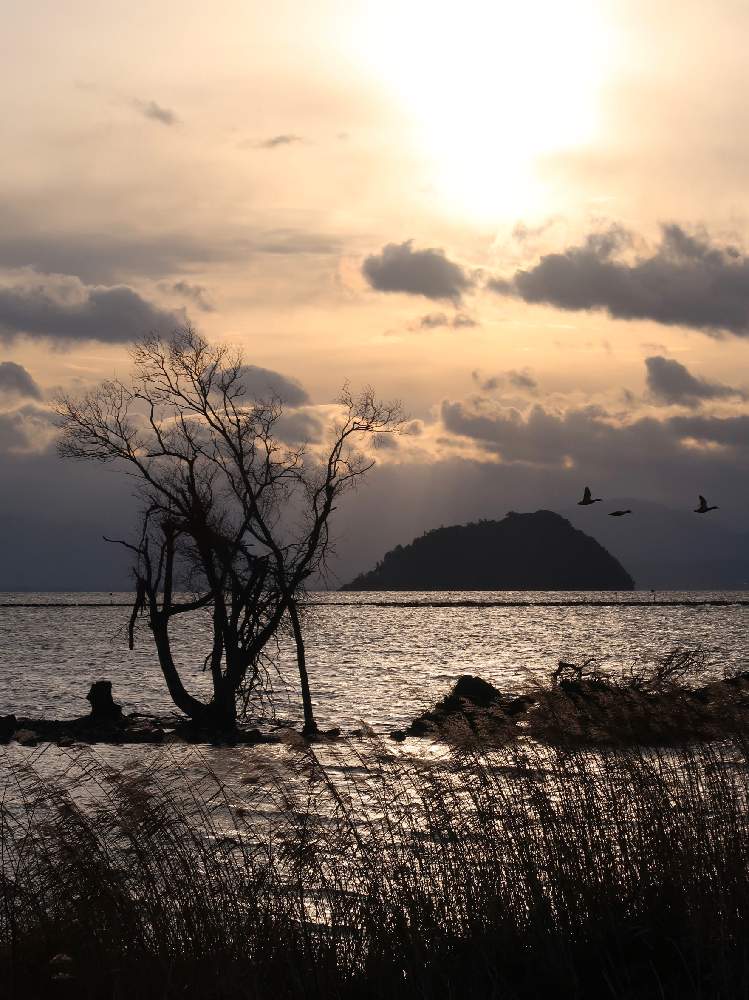 お出かけ先の画像 by 綿さん | お出かけ先と琵琶湖と滋賀県と竹生島と湖北水鳥公園と湖北
