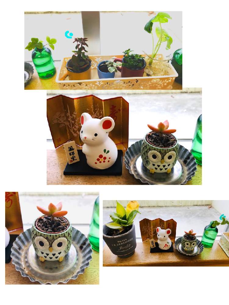窓辺の画像 by bu--bu--chanさん | 窓辺と1月と窓辺の植物たちとokinawaと沖縄とオキナワと職場とno green no lifeと子年と多肉女子と寒い