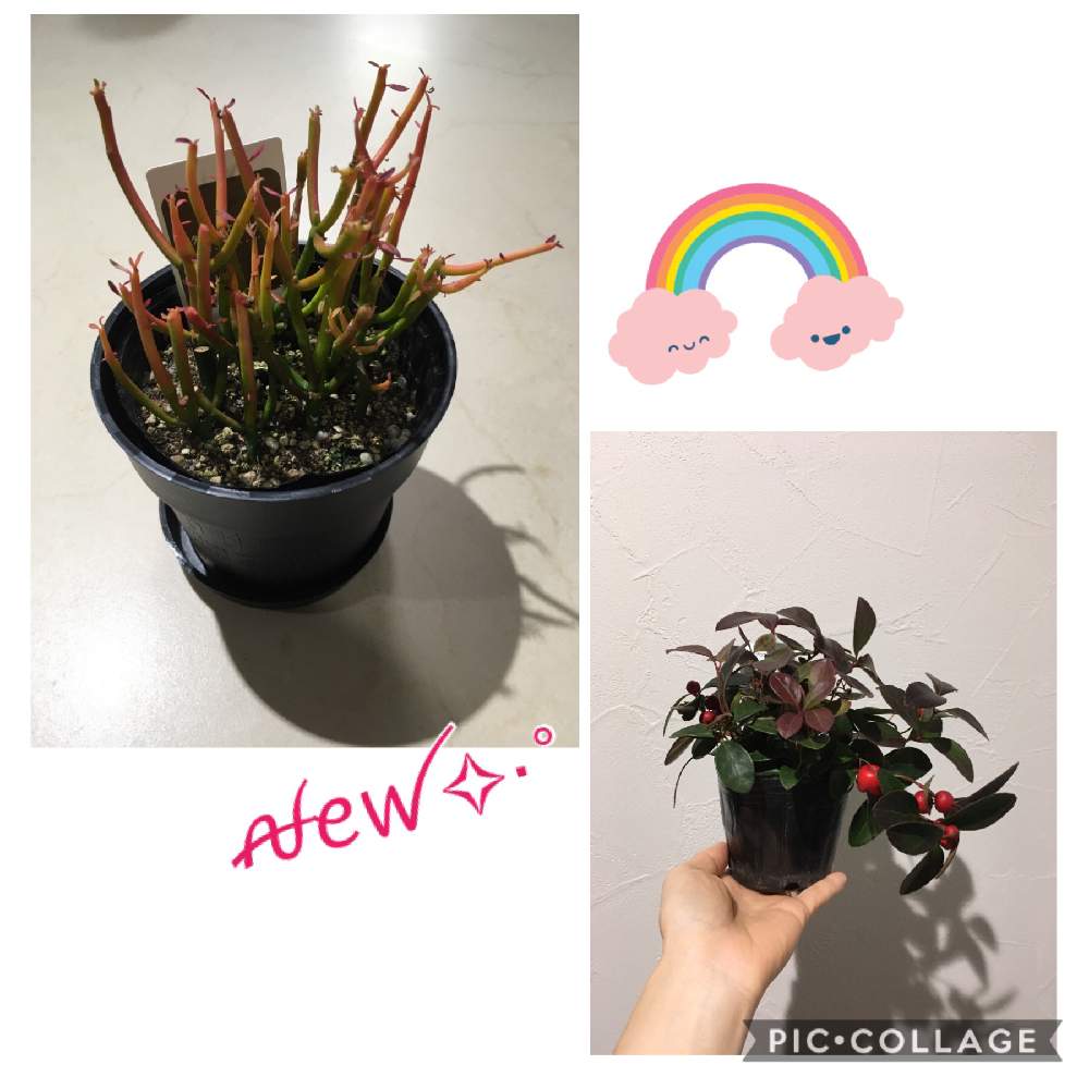部屋の画像 by ゆみへい☺︎さん | 部屋と名前を教えて!とチェッカーベリーと観葉植物と植物のある暮らしと2020といつもありがとう♡とミルクブッシュ!と元気に育ってね♪とpic加工無しと癒し系とiphoneSEとGreenSnapmarcheとご縁に感謝と植物欲が止まらないとはじめてとGREEN UP!と実を付けた植物フォトコン