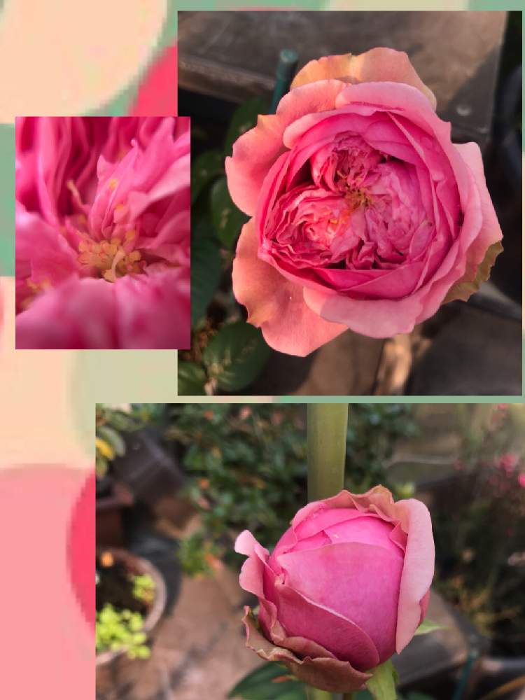 小さな庭の画像 by 92Aさん | 小さな庭と薔薇とばらとバラマリコとピンクの花とおはなとGS映えと美しく咲くと可愛いと花のある暮らしといやされるとGREEN UP!