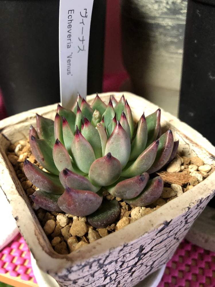 バルコニー/ベランダの画像 by akiさん | バルコニー/ベランダとヴィ-ナスと多肉植物と完全なる植中毒とエケベリア系♔と新入りww新しい家族❤✨と多肉女子と新入りさん♥︎*