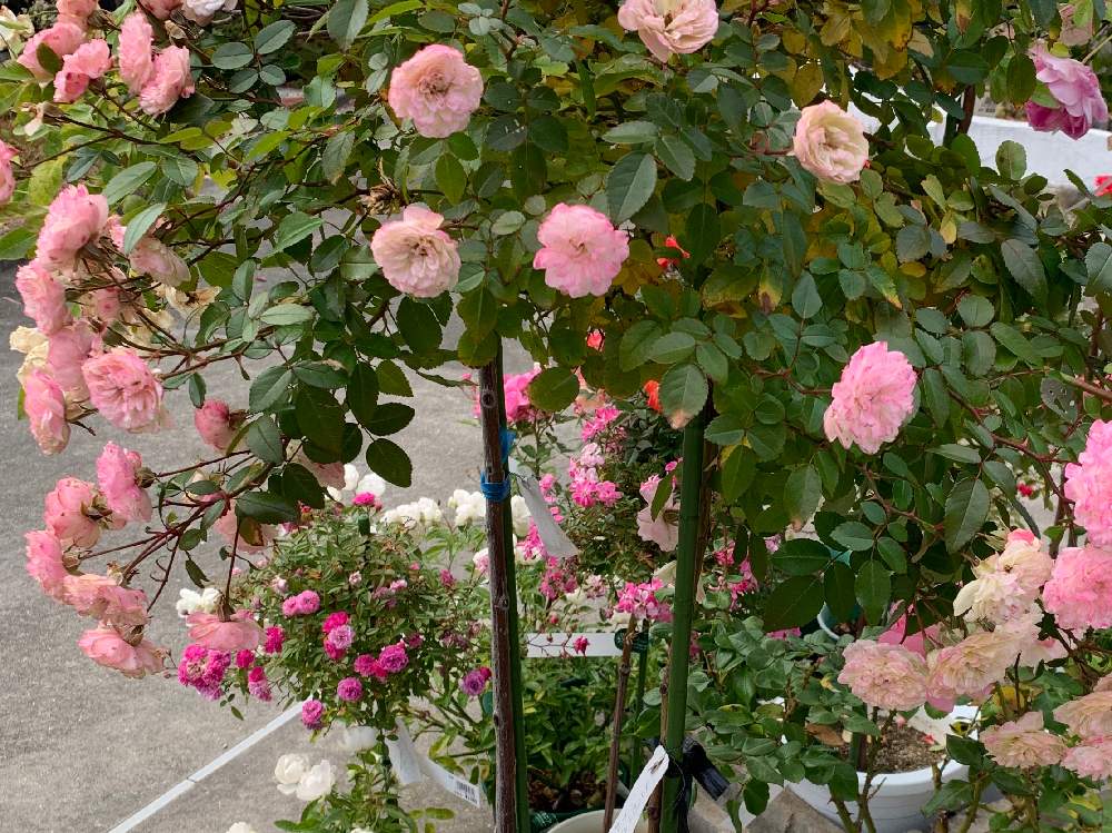 デスクの画像 by 『薔薇の初心者教室』 How to grow Organic Roseさん | デスクとYouTubeとローズショーとバラ初心者とばら バラ 薔薇と薔薇愛同盟と薔薇男子と薔薇女子と初めてのバラとバラの育て方とYouTuberと世界に羽ばたきたいとバラ・ミニバラとロザリアンとバラの冬のお手入れと初めての薔薇とglobal Rosarian YouTuberとバラを楽しむとバラのお手入れとロザリアンメンズとミニバラ グリーンアイス