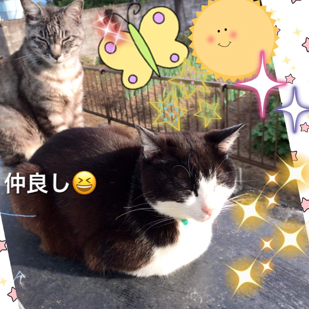 窓辺の画像 by ロエンさん | 窓辺といつもありがとう♡とねこちゃん♡と仲良しさん♡