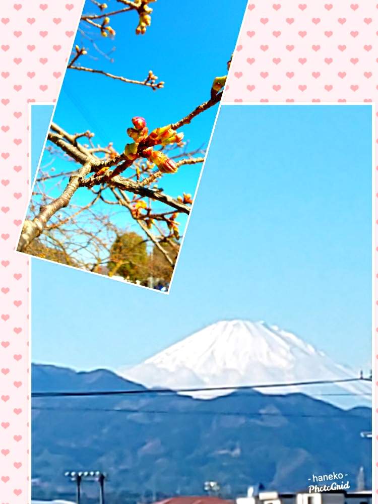 壁/天井の画像 by はねこさん | 壁/天井とサクラとお散歩にてと和風と川沿いの花*花と花のある暮らしと優しい気持ちになれる