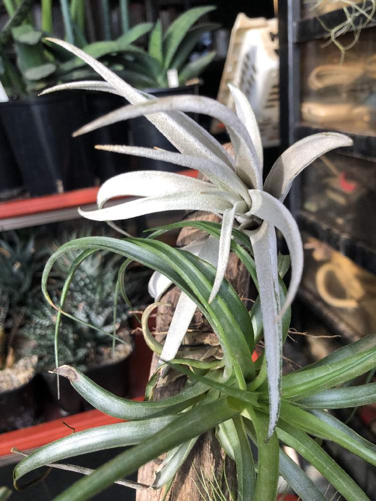 部屋の画像 by bukkieさん | 部屋とチランジア ハリシーと着生植物と観葉植物とボタニカルライフと植物男子とブロメリアと緑のある暮らしと花のある暮らしとタンクブロメリアとエアプランツ