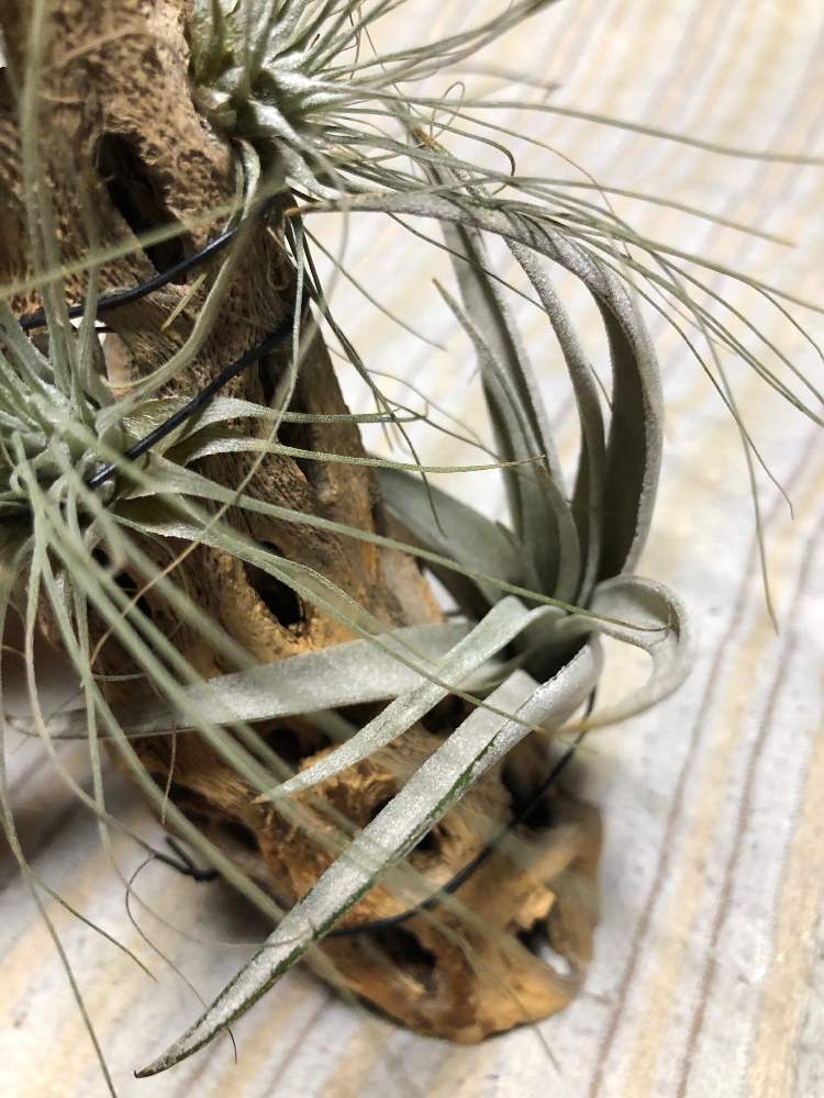 部屋の画像 by bukkieさん | 部屋とチランジア フクシーとチランジア ハリシーと着生植物と観葉植物とボタニカルライフと植物男子とブロメリアと緑のある暮らしと花のある暮らしとタンクブロメリアとエアプランツ