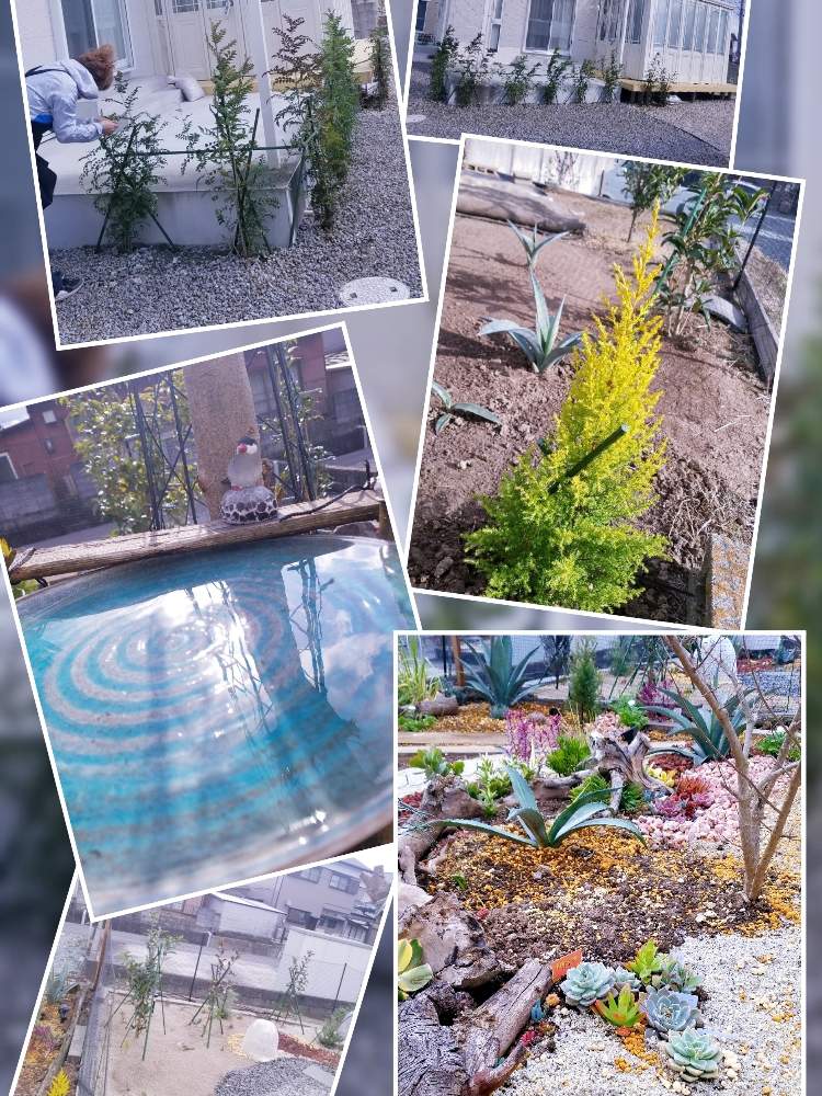 の画像 by えいきち×GARDENさん | 多肉植物とやる奴はやると露地植えとGS永ちゃん部とにわとおきにいりと庭づくりと多肉女子と多肉植物とサボテンとGSあるあると本日撮影分と本日お迎えとえいきち★ガーデンとアガベ AGAVEとロックガーデンとアガベ地植えとアガベ族(笑)と地植えとアガベ属