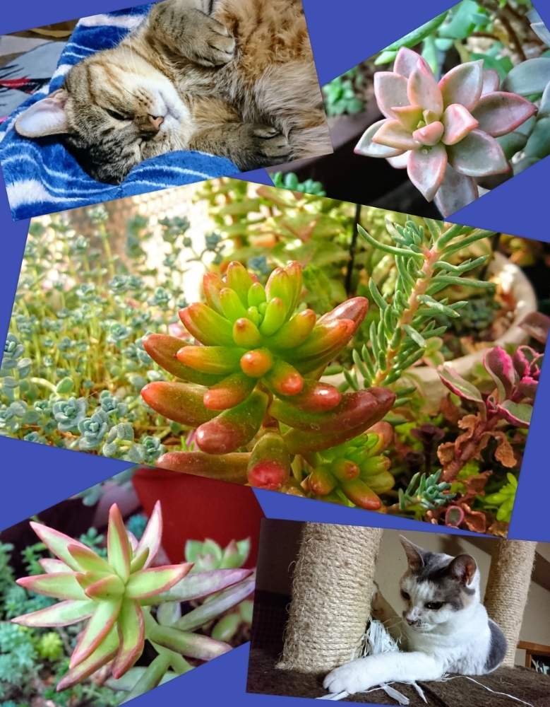 バルコニー/ベランダの画像 by のりっぺさん | バルコニー/ベランダとセダム 虹の玉 とアドルフィーファイヤーストームとグラプトペタルム ブロンズ姫とたまとお花咲くかなぁ♥️と暖冬なのかい(^o^;)と朝晩…寒っ (((^^;)と寒すぎて心配(-""-;)と花芽ちゃん♥️とドゥラちゃんと花のある暮らしとにゃんこの悪戯(^。^;)と多肉ちゃん初心者と楽しい園芸o(^o^)oとバルコニスト