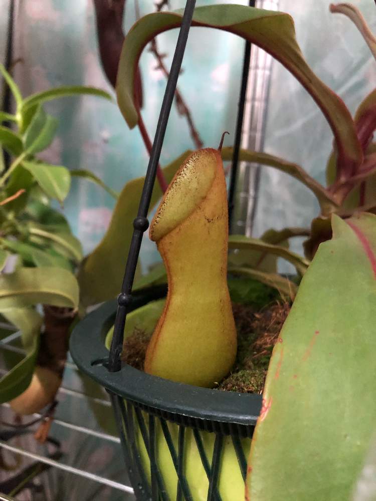 寝室の画像 by レポートを書き込んでいますさん | 寝室とネペンテス 交配種と食虫植物とネペンテス属と食虫植物のある暮らしと食虫植物・ウツボカズラと美しいと食虫男子と珍奇植物と食虫植物広め隊