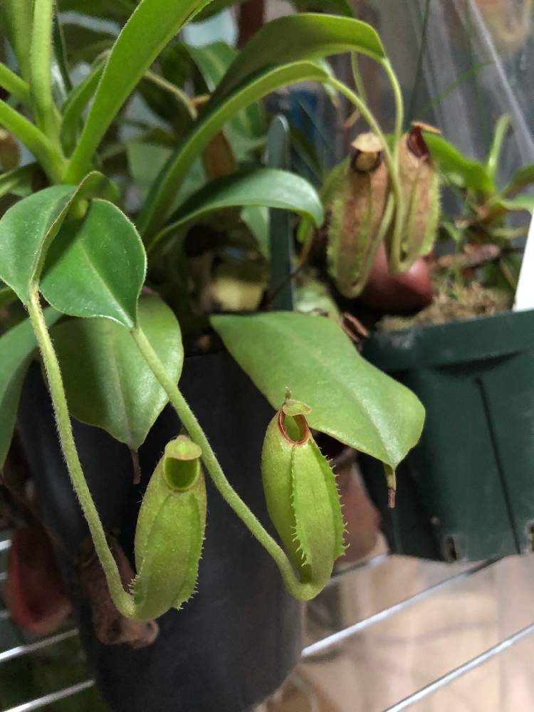 寝室の画像 by レポートを書き込んでいますさん | 寝室とネペンテス 交配種と食虫植物とネペンテス属と食虫植物のある暮らしと食虫植物・ウツボカズラと美しいと食虫男子と珍奇植物と緑色と食虫植物広め隊