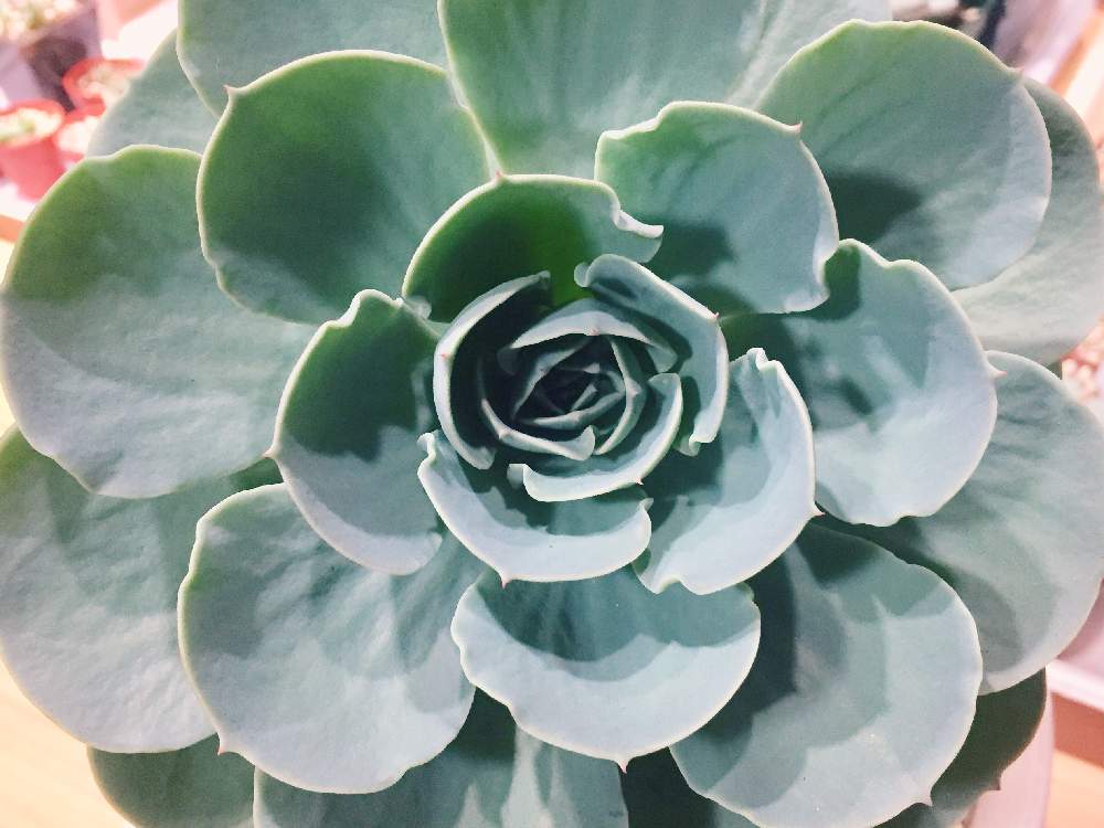 窓辺の画像 by ミッチさん | 窓辺と七福神と多肉男子と植物のある暮らしとたのしみ~とお気に入りとお気に入り♡と緑のある暮らしと大きくな〜れ!とエケベリア属と元気に育て!と花のある暮らしと家庭菜園奮闘日記とGREEN UP!と七福神 多肉とすくすく育ってね♡と救出シリーズ