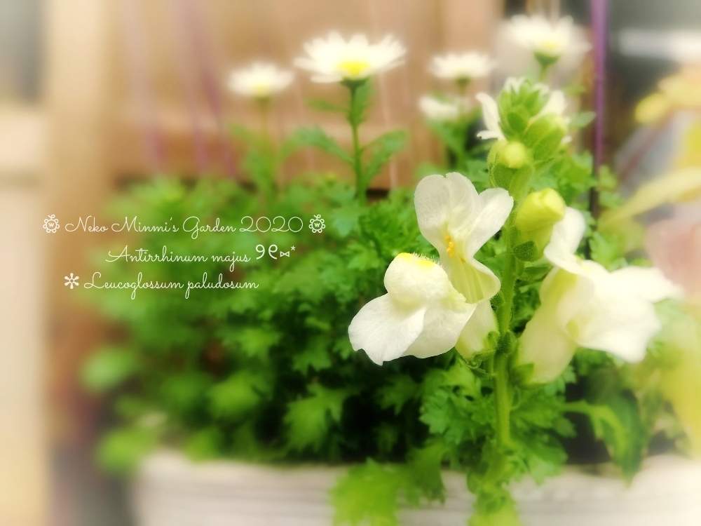 の画像 by 猫みんみさん | キンギョソウとノースポールとみどりのある暮らしと植物のある暮らしとビニールハウスとガーデニング初心者と花のある暮らしとかわいいと白い花