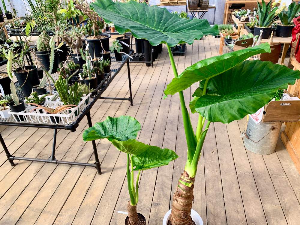 インテリアの画像 by Flower Villageさん | インテリアとシンボルツリーとグリーンインテリアとグリーン!グリーン!グリーン!とお部屋とオシャレとお誘いとクワズイモ★と植中毒と クワズイモとアローカシア属とフラワービレッジとサトイモ 科と観葉植物のある暮らしと珍奇植物とflowervillageとお部屋ガーデンと熱帯植物と葉っぱアートと葉っぱlove♥とインテリアグリーン