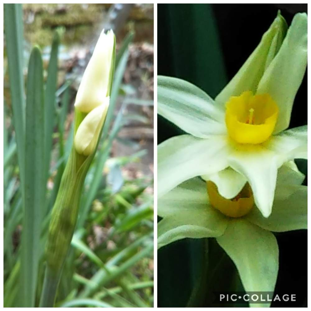 広い庭の画像 by ユキチョコママさん | 広い庭と令和最初の植物と森の冬見っけた❗️と植中毒と自然の中でと森の水仙と令和の冬見っけた❗️と森のがっこうと蕊好きと花のある暮らしと白い花と水仙グランドモナーク