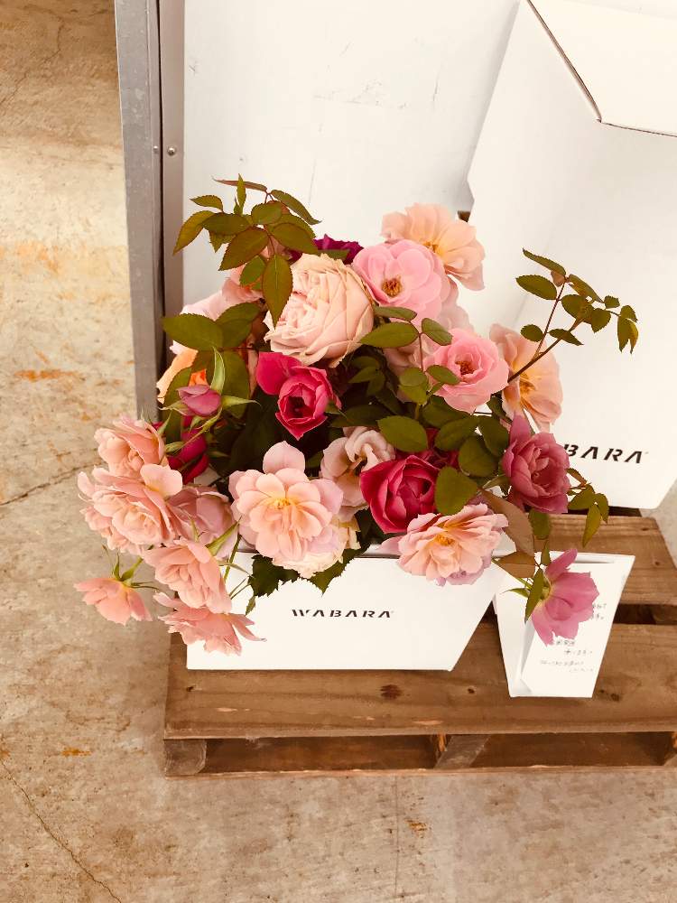 テラスの画像 by 幻テラスのともちゃんさん | テラスとバラと薔薇と和ばらと薔薇愛同盟とローズファームケイジと土作りと花のある暮らしと薔薇♪とバラ・ミニバラとバラを楽しむと自作用土