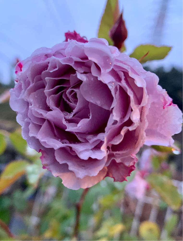 玄関の画像 by トニーニョさん | 玄関とバラ リベルラとばら バラ 薔薇と薔薇愛同盟と水曜ローズショーとクリスマスローズの花と薔薇に魅せられてとクリスマスローズ愛同盟とシクラメン大好きと クリスマスローズとシクラメン。と原種シクラメンの魅力とクリスマスマスローズと花のある暮らしと薔薇♪とばら 薔薇 バラとバラ・ミニバラとロザリアンとバルコニスト
