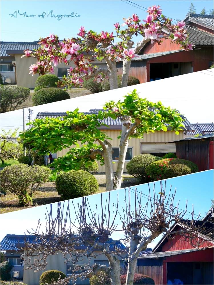 お出かけ先の画像 by toshi722さん | お出かけ先とシモクレン(紫木蓮)と花芽と1年間と岐阜県と暖冬と美濃市