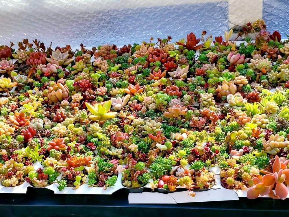 バルコニー/ベランダの画像 by nanaさん | バルコニー/ベランダとひとてま込めてと多肉中毒と多肉植物とHTCと多肉大好きとベランダ多肉とセダム大好きとつぶつぶと紅葉する多肉と多肉植物のある暮らしと植中毒と今日の一枚と多肉女子と花のある暮らしと葉ざしっこ