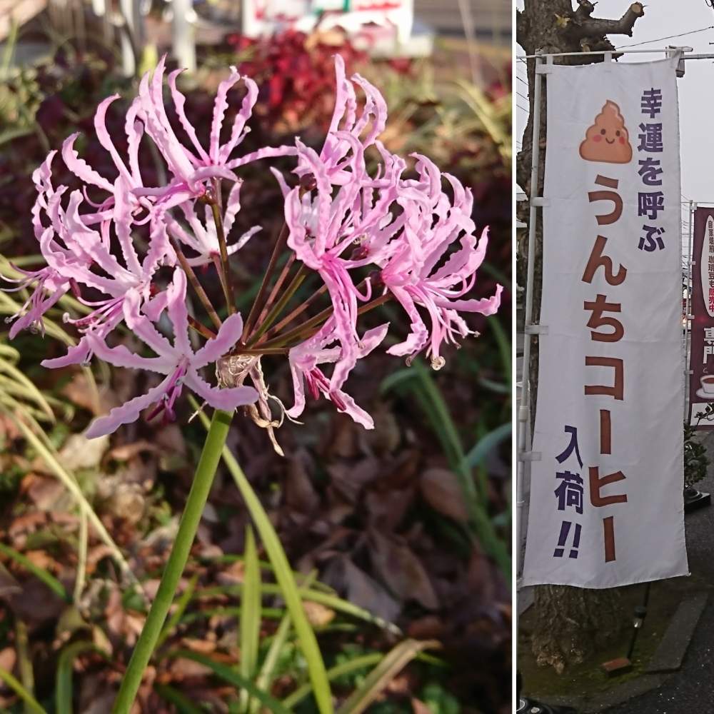 お出かけ先の画像 by さいたまつぼみさん | お出かけ先とネリネ(ダイヤモンドリリー)とお散歩とピンクの花と埼玉県と埼玉万歳