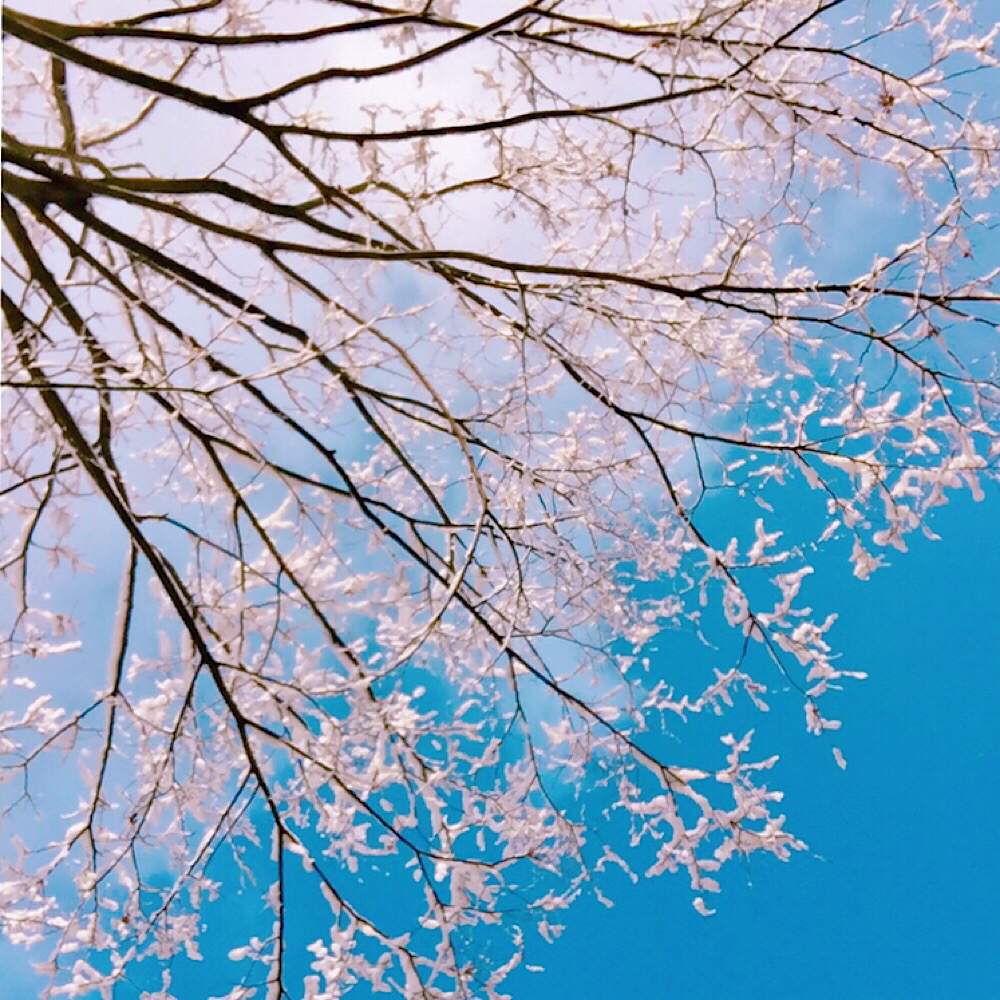 お出かけ先の画像 by みにさん | お出かけ先と花のある暮らしとつぼみ好きと癒される❣️とみどりのある暮らしと雪景色とあおぞらとアーティスティックフォトコン