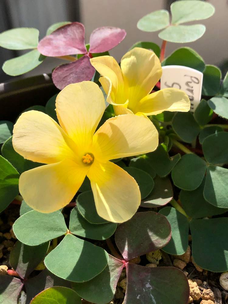 小さな庭の画像 by irfa gardenさん | 小さな庭とOxalis Purpurea sp. SunsetとOxalisと鉢選びと太陽大好きとオキザリス sp.とGS映えと土づくりと球根と楽しみと鉢植えと生命力が強いとOxalis Purpureaと オキザリスと花のある暮らしと野ざらし雨ざらしと葉っぱを楽しむと球根植物と雨晒し