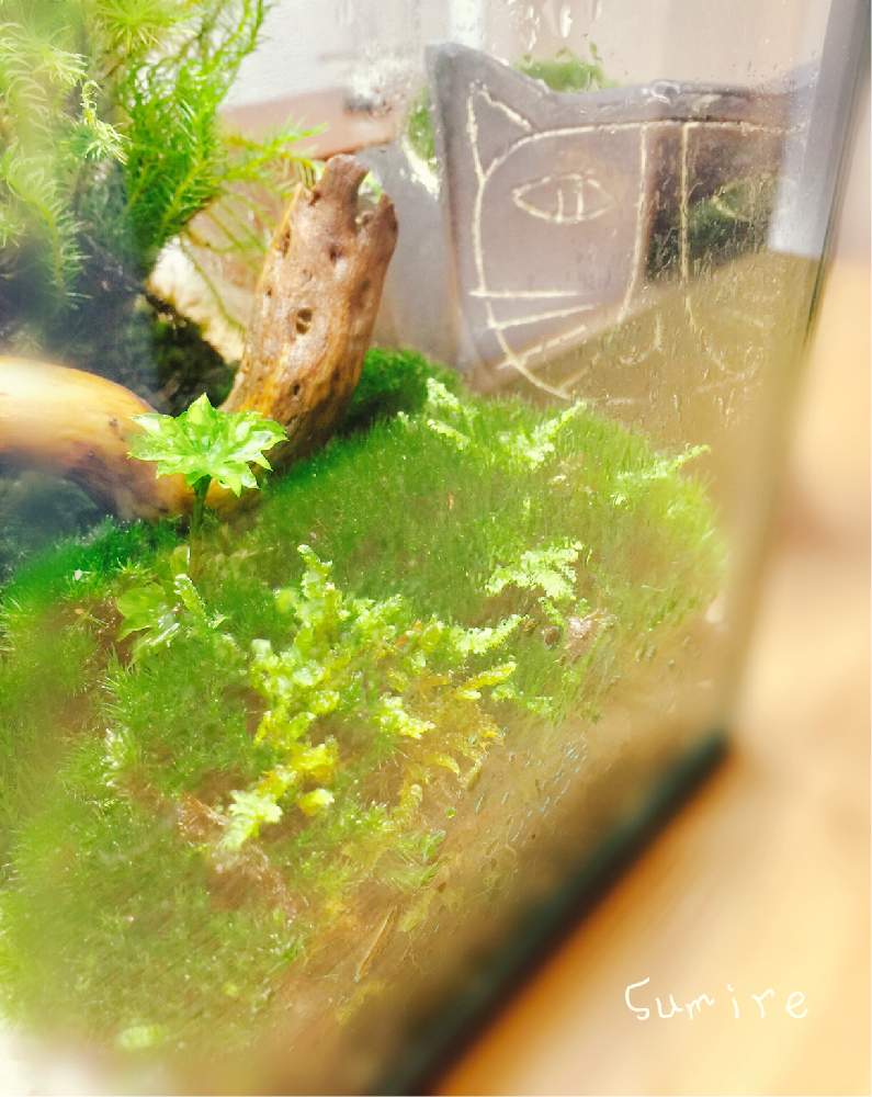 エントランスの画像 by すみれさん | エントランスと苔リウムと苔も好きと初めての苔テラリウムとオオカサゴケ♡と苔テラリウムと苔好き