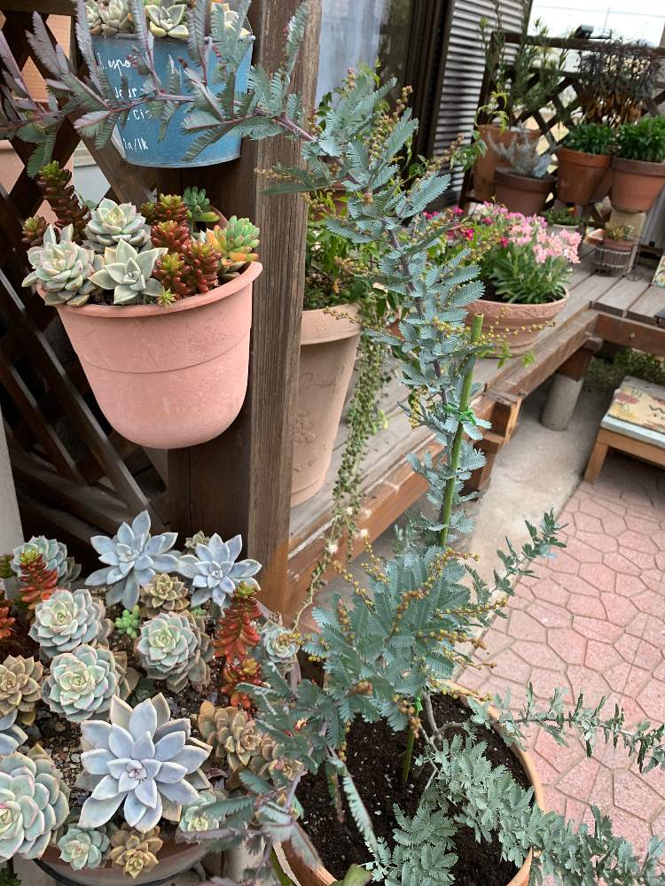 の画像 by ゆかりんさん | 多肉植物植え替えと多肉植物と アカシアと多肉女子と銀葉アカシア ダークアイと花のある暮らしと多肉植物の紅葉と多肉寄せ植えと冬の多肉ちゃんとドライフラワー好き