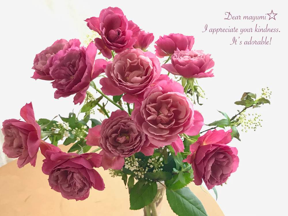 窓辺の画像 by nyacoさん | 窓辺と和ばらと素敵便とバラと暮らすと薔薇愛同盟と水曜ローズショーとステキな色とありがとう♡とプレゼントと贈り物とバラ・切り花品種とバラのある暮らしと☆薔薇 あおいとFG& ローズと京阪F&Gローズとバラが好きと花のある暮らしと薔薇♪とバラ・ミニバラとロザリアンとコデマリ❇︎