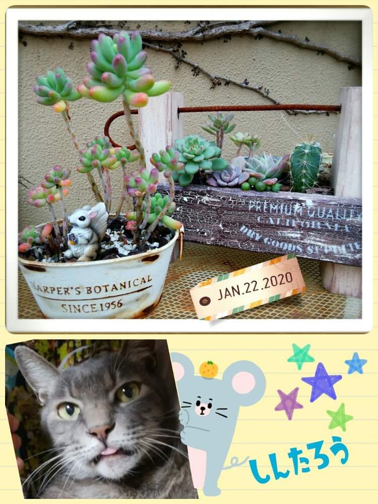 小さな庭の画像 by ☆みなみ☆さん | 小さな庭とニャンニャン祭りと感動!と繋がりに感謝と日々の暮らしの中の幸せと今日も多肉三昧!とたにおたくらぶ152と癒しをありがとうと発見と私の癒し系達♡と今日の見~つけた!とたにおたくらぶ