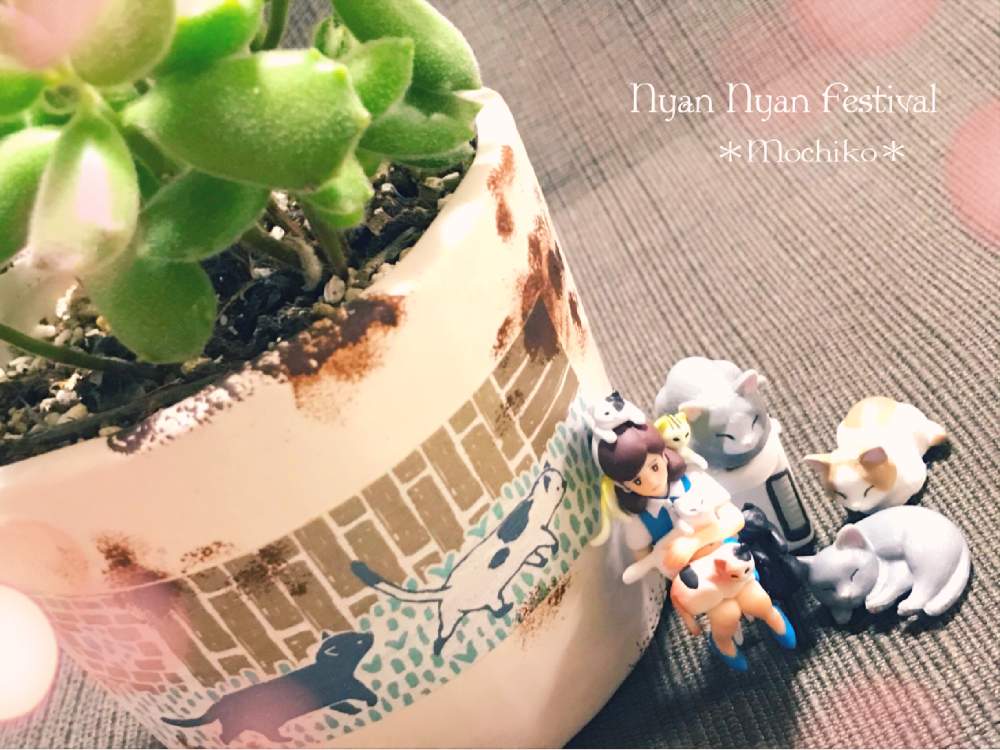部屋の画像 by さくら餅子さん | 部屋と子猫の爪と多肉植物とニャンニャン祭りとフチ子と餅子の子猫の爪とたにおたくらぶNo.178*と多肉ラボ©と多肉女子と多肉おばちゃんとGSアダルトチームとたにおたくらぶと花も多肉も好き
