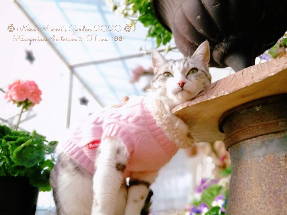 の画像 by 猫みんみさん | ゼラニウムとはなとニャンニャン祭りとみどりのある暮らしと植物のある暮らしと猫好きとお散歩猫とピンクと22ニャンニャンの日 ♪とガーデニング初心者と猫の日と花のある暮らしとかわいいと猫のいる暮らし