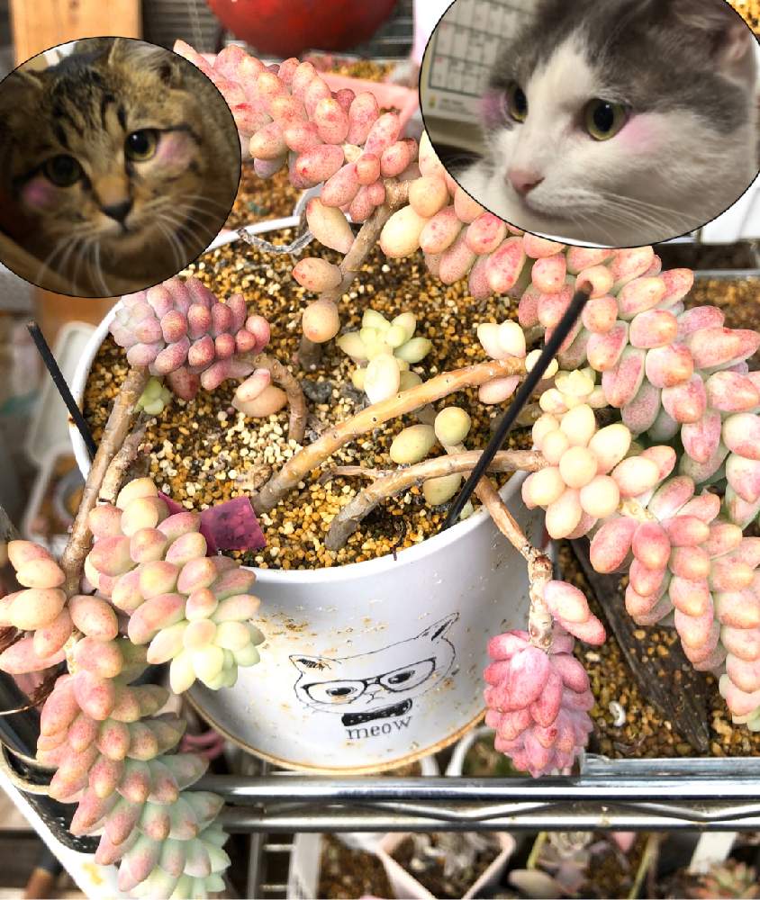 の画像 by naTsuさん | 多肉女子メルとセダム ビアポップと新入りティムとビア ホップと色白ちゃん(*´꒳`*)゚*.・♡と機械生命体不在と多肉中毒と多肉植物とニャンニャン祭りと多肉大好きともりもり多肉と多肉女子とタニラーとピンク多肉(❁´꒳`❁)と多肉髑髏不在とどんどん増えて(๑و>o<)وと今日の多肉植物