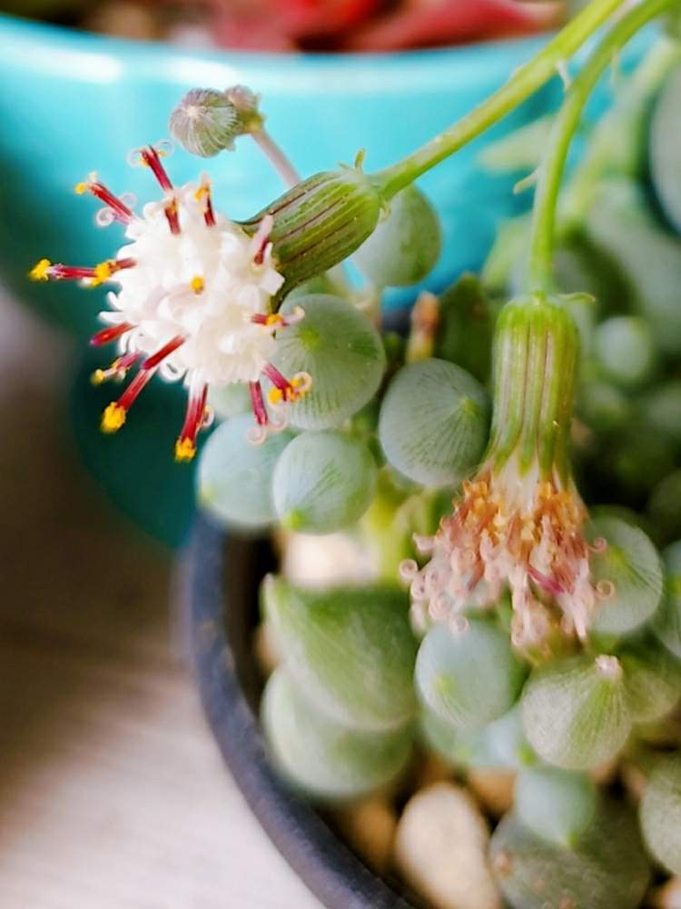 棚の画像 by _little_birdy_さん | 棚とドルフィンネックレスの花とセネシオ・シトリフォルミス 白寿楽と多肉植物と外管理とオトンナ属と放置多肉と雨ざらしと多肉植物のある暮らしとセネシオ属と多肉棚と経過観察