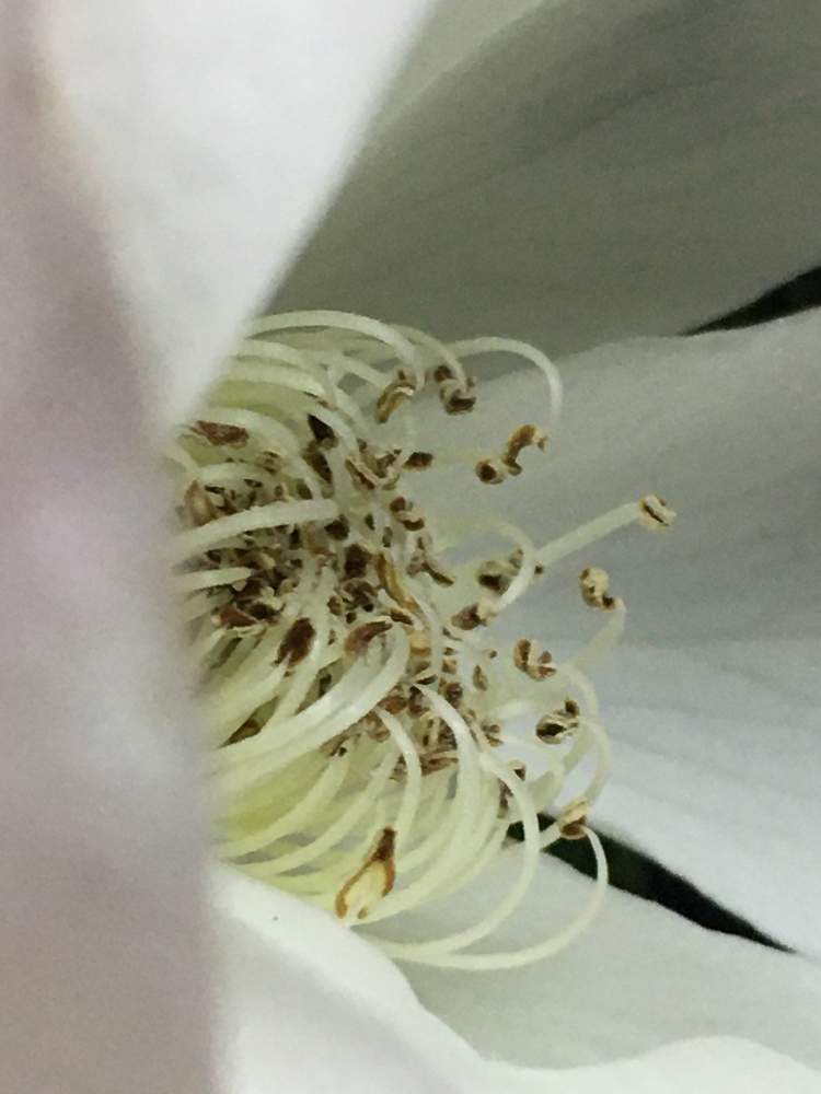 小さな庭の画像 by ばら喜知さん | 小さな庭とアイスバーグとバラ アイスバーグとバラ アイスバーグと薔薇アイスバーグとバラ アイスバーグとばら バラ 薔薇とバラ*アイスバーグと接写が好きとアイスバーグ!とiPhone6sとばら好きです♡とスマホで接写とスマホ写真と花のある暮らしと接写とスマホで撮影とアイスバーグ♡とばら 薔薇 バラとバラ薔薇ばらら~❤️とばらの香りとスマホ撮りと優しい時間といやし♪とばらに魅せられてとiPhone撮影